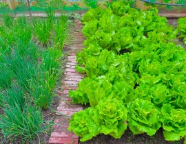 Vườn Rau điểm trường Noong Luống