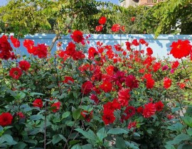 Vườn hoa thược dược